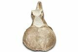 Fossil Plesiosaur (Thililua?) Cervical Vertebra - Asfla, Morocco #328641-2
